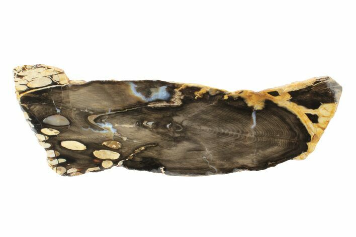 Petrified Peanut Wood Round - Australia #239838